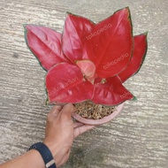 tanaman bunga aglonema suksom jaipong - suksom jaipong