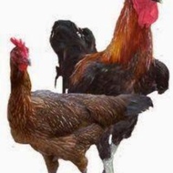 Ayam Pelung Jumbo - Ayam Pelung Asli Cianjur - Ayam Pelung DOC