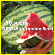 Giant Watermelon Seeds เมล็ดพันธุ์ แตงโมยักษ์ - เมล็ดพันธุ์แตงโม 30 เมล็ด ปลูกง่าย ปลูกได้ทั่วไทย รสชาติหวาน Watermelon Fruit Seeds Vegetable Fruit Plants Seeds เมล็ดพันธุ์ผลไม้ พันธุ์ผลไม้ เมล็ดพันธุ์ เมล็ดบอนสี ต้นไม้มงคล บอนสีราคาถูกๆ ผักสวนครัว บอนสี