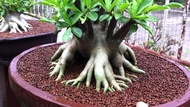 Amefurashi 5 Benih Black Giant Biji Bunga Adenium Arabicum Cocok untuk Daerah Panas