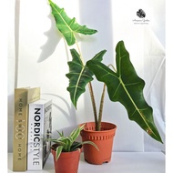 Alocasia Sarian Big Plant