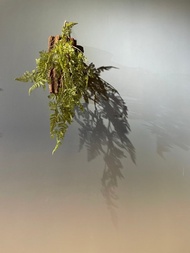 【仿真蕨類植物上板掛飾】鹿角蕨 兔腳蕨 松羅 觀葉植物