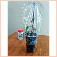 ✎ ◶ ▧ Bougainvillea cuttings (RARE VARIETY) not yet rooted