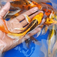 ikan koi kumpay slayer / Bibit koi berkualitas