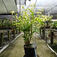 緬甸 原生蘭花 Dendrobium venustum大豆苗石斛 (大叢~來15梗花苞)早期山採株
