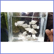 ✤ ◺ ✑ Aquatic Stem plant Red Rubin for PKBM and Lemonade Ninja balloon molly