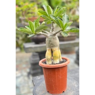 5 Biji Benih Bunga Kemboja Golden Root Adenium Seed - 5 Seed