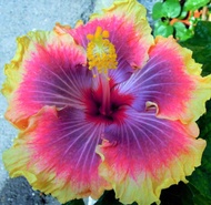 20 เมล็ด ดอกชบาฮาวาย (Hibiscus Seeds) สัญลักษณ์ของความรักที่เข้มแข็งและมั่นคง สายพันธุ์ Dinnerplate 
