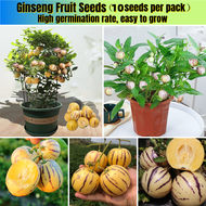 ปลูกง่าย ปลูกได้ทั่วไทย Pepino Melon Seeds Ginseng Fruit Seeds บรรจุ 10 เมล็ด เมล็ดบอนสีเทพๆ ต้นผลไม้ บอนไซ เมล็ดบอนสี ต้นไม้ผลกินได้ ต้นไม้มงคล ต้นไม้มงคล กล้วยด่าง บอลสี บอนสีหายาก บอนสี ของแต่งบ้าน ไม้ประดับมงคล ไม้ประดับมงคล การันตีอัตรางอก