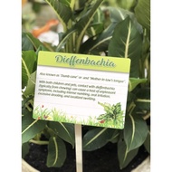 Dieffenbachia Garden Plant Decoration Sign