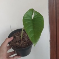 tanaman alocasia bisma alokasia tanaman hutan kalimantan