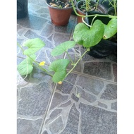 ANAK POKOK KUNDUR KAMPUNG