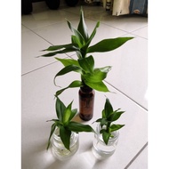 Guan Yin Bamboo 观音竹 Lucky Bamboo 富贵竹 Lucky Plant Fengshui Plant
