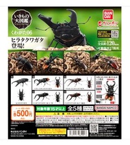 全新 Bandai 昆蟲大圖鑑 鍬形蟲 05 扭蛋 全5種 獨角仙