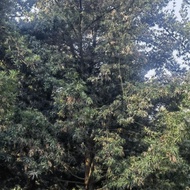 Chongqing Guizhou Chengdu Arhat Pine 22cm Arhat Pine 25cm Arhat Pine 28cm Arhat Pine 30cm