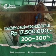 200-300 kg sapi potong QURBAN