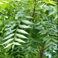 DAUN MAMBU/DAUN NEEM/ DAUN SEMAMBU(100gram) free gift extra daun