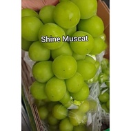 3 CUTTING ANGGUR SHINE MUSCAT GRAPE