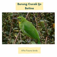 burung cucak ijo betina