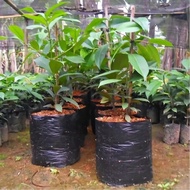 POLYBAG SIZE 40X40 1KG