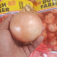 Bawang bombay 1kg murah/bawang bombay import