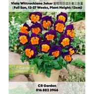 Viola Wittrockiana Joker 3 Seeds 紫橙斑目逗乐者三色堇3粒(Full Sun, 12-27 Weeks, Plant Height: 13cm)