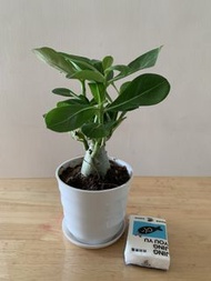 New - 沙漠玫瑰 indoor plant in white plastic pot 室內植物連白色塑膠盆