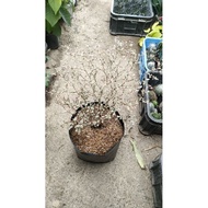VARIEGATED AFRICAN TALISAY(BIG SIZE)