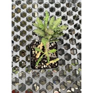 Euphorbia Decaryi (S) 邹叶麒麟 succulent cactus