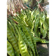 [ PETAI FRESH DARI POKOK TERUS POS ] Petai segar orang kampung / Petai segar Murah / Petai fresh