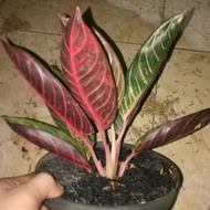 tanaman hias aglonema fred sumatra-aglonema red sumatra