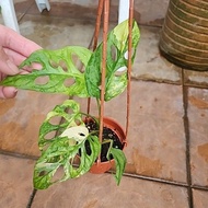 Monstera Adansonii Aurea