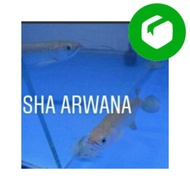 Ready Stock arwana irian jardini ikan arwana jardini