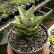 sensivera vagoda hybrid