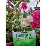 Baja Organic Milagro booster