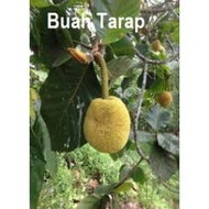 Pokok Buah Tarap/Anak Pokok Tarap