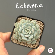 Echeveria Blue Minima ไม้อวบน้ำ กุหลาบหิน cactus&amp;succulentหลากหลายสายพันธุ์