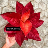 Aglonema Suksom Jaipong Merah Merona/ Aglaonema Suksom Jaipong Merah
