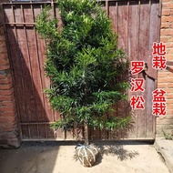 大型松树真树罗汉松雀舌米叶迎客松老树桩庭院盆栽盆景造型树苗种现货 WAID