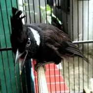 burung cililin hitam gacor dorr istimewa