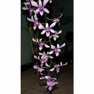 Anggrek dendrobium Albertin dewasa