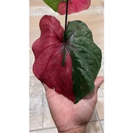 Keladi cat tumpah / caladium red beret (small size 1-2 leafs)