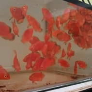 OSCAR PARIS ALBINO RED CHILI