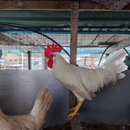 Telur Ayam Berbenih White Leghorn/WL