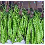 BENIH POKOK PETAI HYBRID(HARGA UNTUK 2 POKOK)