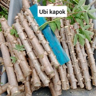 Batang / benih ubi kayu putih & kuning 1 keratan ±30 cm