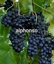 Bibit Anggur Jenis Alfonso