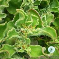 5GR 15K.HẠT Hạt Giống Rau Bông Tuyết Rau Kim Cương (| B27*V23) (ban mê xanh store )