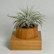 獨立木作 原木空氣鳳梨盆栽