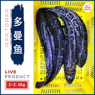 Live Toman | 多曼鱼 | Giant Snakehead Fish (1nos = 2Kg± - 2.5Kg±)